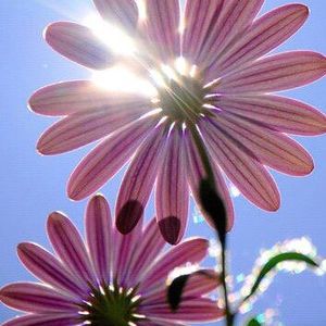 Meet your Posher, Janeen fucci